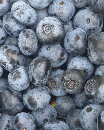Woodall Blueberries