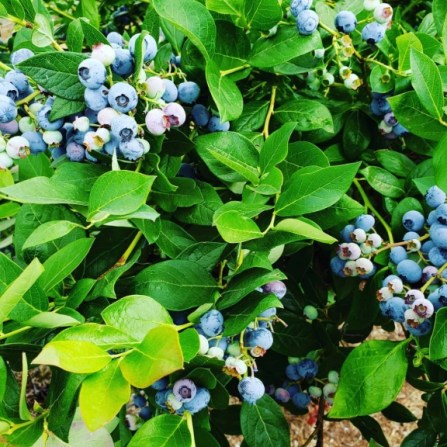 Blueberry Fields of Stillwater 