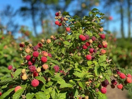 Battleview Orchards