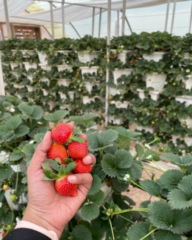 Obermiller’s Strawberry Farm