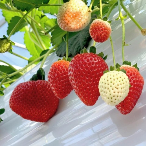 Double R Strawberry Patch